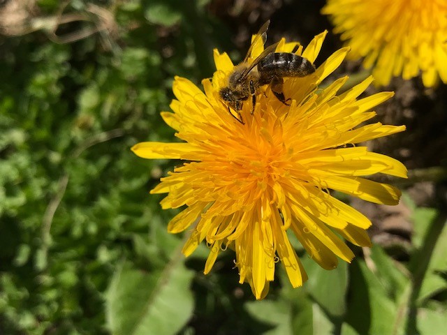 Begleitung von Jungimkern im oberen Isartal am Lehrbienenstand